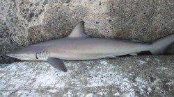 南塩谷 イワシベイトでのショアジギングもヒットはサメ