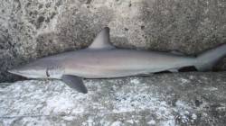 南塩谷 イワシベイトでのショアジギングもヒ…