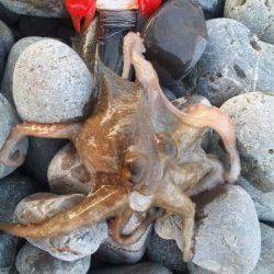 美浜エリアでタコが釣れ始めました★