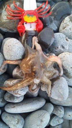 美浜エリアでタコが釣れ始めました★