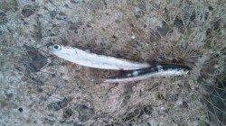 南塩谷 イワシベイトでのショアジギングもヒットはサメ