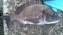 南塩谷　夕方からのフカセ釣りでチヌ〜49cm4匹