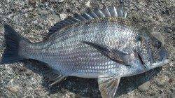 濱ノ瀬漁港　フカセ釣りでチヌ〜38cm　アイゴのバラシも