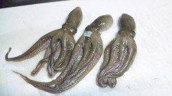 美浜エリアでタコが釣れ始めました★