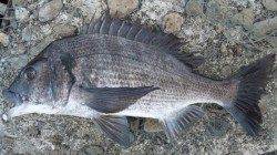 南塩谷　上げ潮狙いのフカセ釣りで良型チヌ・クエ子など