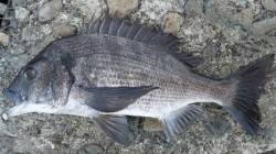 南塩谷　上げ潮狙いのフカセ釣りで良型チヌ・…