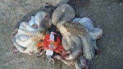 煙樹ヶ浜　上げ潮狙いのタコ釣り　今年一番大きなタコゲット☆