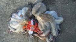 煙樹ヶ浜　上げ潮狙いのタコ釣り　今年一番大…