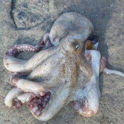 煙樹ヶ浜　上げ潮狙いのタコ釣り　今年一番大きなタコゲット☆