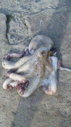 煙樹ヶ浜　上げ潮狙いのタコ釣り　今年一番大きなタコゲット☆