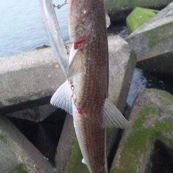 南塩谷 ルアーでエソ40cn4匹も雨で納竿