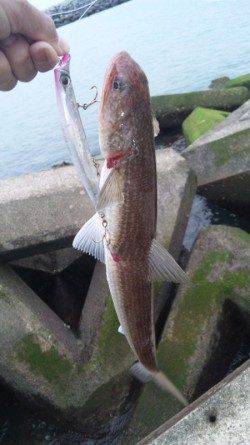 南塩谷 ルアーでエソ40cn4匹も雨で納竿