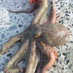 南塩谷　カニのルアーで良型タコ☆