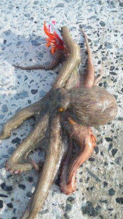 南塩谷　カニのルアーで良型タコ☆