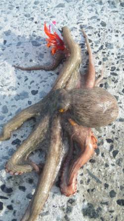 南塩谷　カニのルアーで良型タコ☆