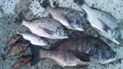 南塩谷　夕方からのフカセ釣りでチヌ〜49c…