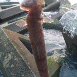 南塩谷　ベイトの姿が少ない中ルアーでエソゲット