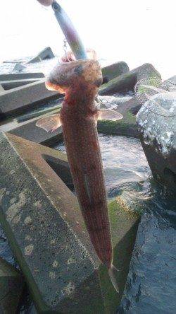 南塩谷　ベイトの姿が少ない中ルアーでエソゲット