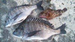 濱ノ瀬漁港　フカセ釣りでチヌ〜38cm　アイゴのバラシも