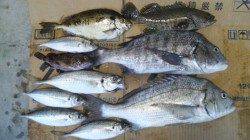 南塩谷　上げ潮狙いのフカセ釣りで良型チヌ・クエ子など