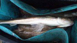 南塩谷 ルアーでエソ40cn4匹も雨で納竿