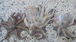 煙樹ヶ浜　カニのルアーでタコ3匹☆