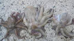 煙樹ヶ浜　カニのルアーでタコ3匹☆