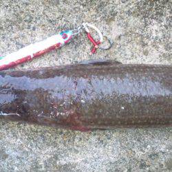 ボトムをジグで攻めてエソGET！南塩谷