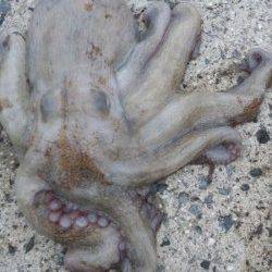 煙樹ヶ浜　カニのルアーでタコ3匹☆