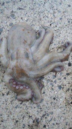 煙樹ヶ浜　カニのルアーでタコ3匹☆