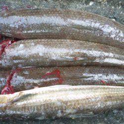 ボトムをジグで攻めてエソGET！南塩谷