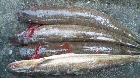 ボトムをジグで攻めてエソGET！南塩谷