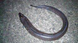 加尾漁港で穴釣り、29cmのガシラやアナゴの釣果