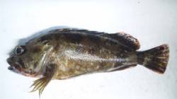 加尾漁港で穴釣り、29cmのガシラやアナゴ…