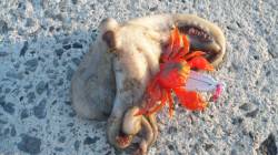 潮の動きだすタイミングを狙って、カニルアー…