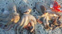 潮の動きだすタイミングを狙って、カニルアーでタコ釣り