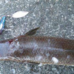 南塩谷 ルアーでエソ40cm☆