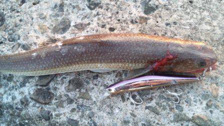 南塩谷でエソ釣り、本日は厳しめでした...…