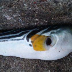 南塩谷でエソ釣り、本日は厳しめでした…