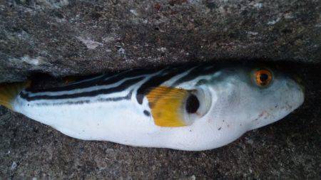 南塩谷でエソ釣り、本日は厳しめでした…