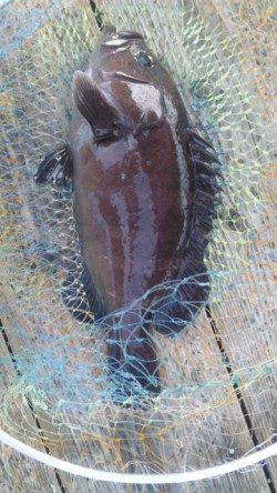 田尻の釣り堀　探り釣りで満足釣果☆