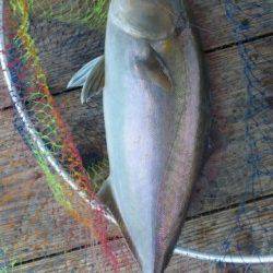 田尻の釣り堀　探り釣りで満足釣果☆