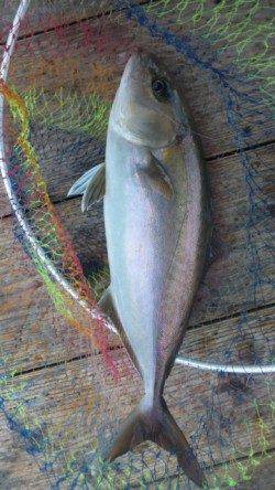 田尻の釣り堀　探り釣りで満足釣果☆