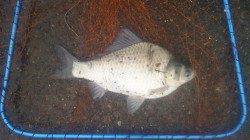 淀川河口 パニック仕掛けでコアユ3匹☆多い人は50匹以上も