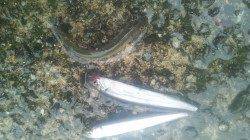 淀川河口 パニック仕掛けでコアユ3匹☆多い人は50匹以上も