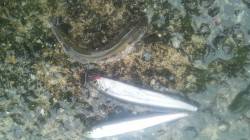 淀川河口 パニック仕掛けでコアユ3匹☆多い…