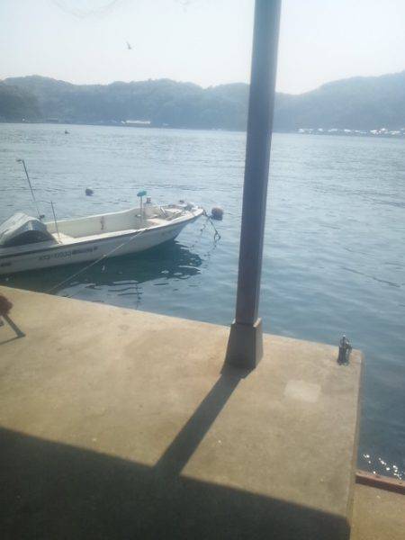 シラサエビのズボ釣りでガシラ&ベラ in 伊根