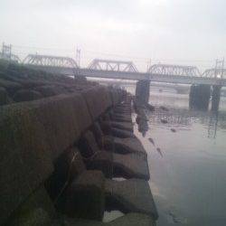 淀川河口でウキ釣り、カワアナゴが釣れました。