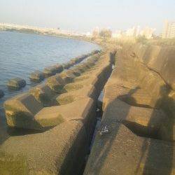 淀川河口　ウキ釣りでカワアナゴ〜26cm14匹！