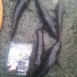 淀川河口でウキ釣り、カワアナゴが釣れました。